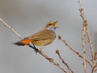 Filename=Blauwborst 8846.JPG
Filesize=260KB
Dimensions=900x675
Date added=Mar 27, 2014 Blauwborst 8846.JPG