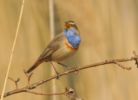 Filename=Blauwborst 8935.JPG
Filesize=299KB
Dimensions=900x654
Date added=Mar 27, 2014 Blauwborst 8935.JPG