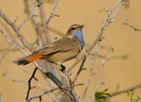 Filename=Blauwborst 9000.JPG
Filesize=265KB
Dimensions=900x656
Date added=Mar 27, 2014 Blauwborst 9000.JPG
