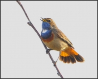Filename=Blauwborst 9688.JPG
Filesize=207KB
Dimensions=914x733
Date added=Apr 03, 2014 Blauwborst 9688.JPG