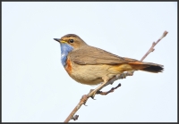 Filename=Blauwborst 9721.JPG
Filesize=248KB
Dimensions=916x640
Date added=Apr 03, 2014 Blauwborst 9721.JPG