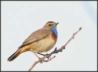 Filename=Blauwborst 9725.JPG
Filesize=241KB
Dimensions=916x671
Date added=Apr 03, 2014 Blauwborst 9725.JPG