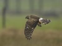 Filename=Blauwe kiekendief 3727.JPG
Filesize=275KB
Dimensions=900x681
Date added=Feb 01, 2015 Blauwe kiekendief 3727.JPG