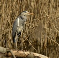 Filename=Blauwe reiger 6009.JPG
Filesize=280KB
Dimensions=1000x991
Date added=Mar 10, 2015 Blauwe reiger 6009.JPG