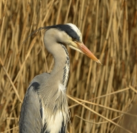Filename=Blauwe reiger 6038.JPG
Filesize=261KB
Dimensions=1000x970
Date added=Mar 10, 2015 Blauwe reiger 6038.JPG