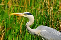 Filename=Blauwe reiger 6235.JPG
Filesize=218KB
Dimensions=900x598
Date added=May 06, 2013 Blauwe reiger 6235.JPG