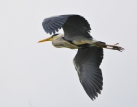 Filename=Blauwe reiger 7405.JPG
Filesize=284KB
Dimensions=1100x859
Date added=Jun 05, 2013 Blauwe reiger 7405.JPG