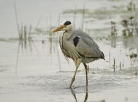 Filename=Blauwe reiger 7774 (2).JPG
Filesize=277KB
Dimensions=1000x744
Date added=May 12, 2014 Blauwe reiger 7774 (2).JPG