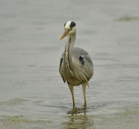 Filename=Blauwe reiger 7775.JPG
Filesize=297KB
Dimensions=900x833
Date added=May 12, 2014 Blauwe reiger 7775.JPG