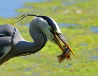 Filename=Blauwe reiger 8192.JPG
Filesize=205KB
Dimensions=900x706
Date added=Jun 13, 2013 Blauwe reiger 8192.JPG