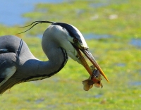 Blauwe reiger 8192.JPG