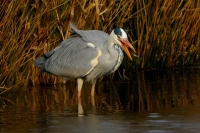 Filename=Blauwe reiger 8531.JPG
Filesize=149KB
Dimensions=800x534
Date added=Feb 23, 2012 Blauwe reiger 8531.JPG