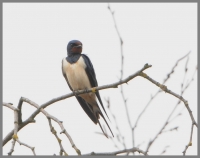 Filename=Boerenzwaluw 9583.JPG
Filesize=219KB
Dimensions=924x732
Date added=Apr 03, 2015 Boerenzwaluw 9583.JPG