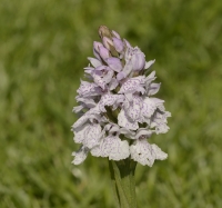 Bosorchis-Dactylorhiza fuchsii 1935.JPG