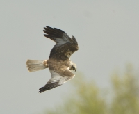 Filename=Bruine kiekendief 1541.JPG
Filesize=272KB
Dimensions=900x741
Date added=May 05, 2015 Bruine kiekendief 1541.JPG