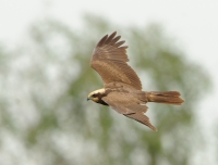 Filename=Bruine kiekendief 3173 (2).JPG
Filesize=288KB
Dimensions=1000x764
Date added=May 12, 2015 Bruine kiekendief 3173 (2).JPG