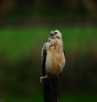 Buizerd 9305.JPG