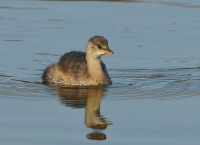 Filename=Dodaars 5253.JPG
Filesize=296KB
Dimensions=800x580
Date added=Oct 06, 2014 Dodaars 5253.JPG
