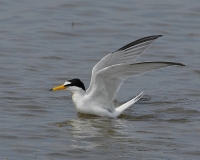 Filename=Dwergstern.JPG
Filesize=110KB
Dimensions=700x560
Date added=May 27, 2011 Dwergstern.JPG