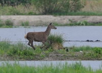 Filename=Edelhert 2833.JPG
Filesize=283KB
Dimensions=900x649
Date added=May 08, 2014 Edelhert 2833.JPG