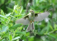 Filename=Fitis 3059.JPG
Filesize=269KB
Dimensions=700x511
Date added=Jun 11, 2012 Fitis 3059.JPG