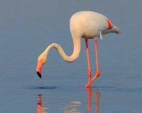 Filename=Flamingo (4).JPG
Filesize=106KB
Dimensions=700x561
Date added=May 26, 2011 Flamingo (4).JPG