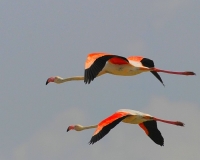 Filename=Flamingo (6).JPG
Filesize=58KB
Dimensions=700x560
Date added=May 26, 2011 Flamingo (6).JPG