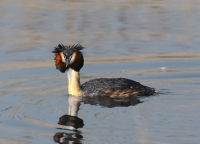 Filename=Fuut 4218.JPG
Filesize=236KB
Dimensions=800x577
Date added=Apr 03, 2012 Fuut 4218.JPG