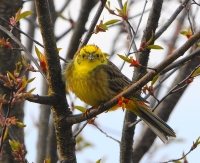 Filename=Geelgors 8518 (2).JPG
Filesize=203KB
Dimensions=800x652
Date added=Apr 19, 2012 Geelgors 8518 (2).JPG