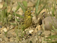 Filename=Geelgors 9859.JPG
Filesize=252KB
Dimensions=900x684
Date added=Jul 04, 2014 Geelgors 9859.JPG