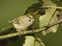 Filename=Goudhaan 9797.JPG
Filesize=280KB
Dimensions=900x671
Date added=Nov 26, 2015 Goudhaan 9797.JPG