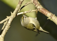 Filename=Goudhaan 9869.JPG
Filesize=279KB
Dimensions=900x647
Date added=Nov 26, 2015 Goudhaan 9869.JPG