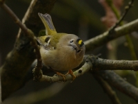Filename=Goudhaan.JPG
Filesize=256KB
Dimensions=700x526
Date added=Mar 15, 2011 Goudhaan.JPG