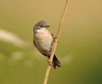 Filename=Grasmus 2229.JPG
Filesize=282KB
Dimensions=900x743
Date added=May 04, 2014 Grasmus 2229.JPG