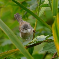 Filename=Grasmus.JPG
Filesize=132KB
Dimensions=688x689
Date added=Aug 12, 2011 Grasmus.JPG