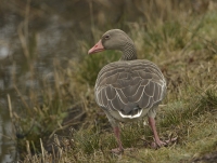 Filename=Grauwe gans 5903.JPG
Filesize=255KB
Dimensions=1000x757
Date added=Mar 10, 2015 Grauwe gans 5903.JPG