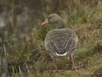 Grauwe gans 5903.JPG