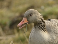 Grauwe gans 5909.JPG