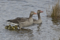 Grauwe gans 7211.JPG