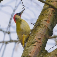 Groene specht 0013 - kopie.JPG