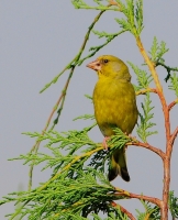 Filename=Groenling 4715.JPG
Filesize=267KB
Dimensions=700x861
Date added=Jun 20, 2012 Groenling 4715.JPG