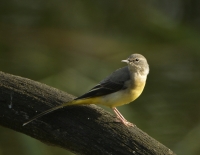 Filename=Grote gele kwikstaart 5821.JPG
Filesize=279KB
Dimensions=900x701
Date added=Sep 18, 2015 Grote gele kwikstaart 5821.JPG