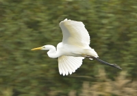 Filename=Grote zilverreiger 1512.JPG
Filesize=275KB
Dimensions=1000x700
Date added=Nov 03, 2014 Grote zilverreiger 1512.JPG