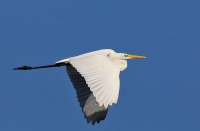 Grote zilverreiger 17777.JPG