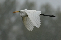 Grote zilverreiger 4104.JPG