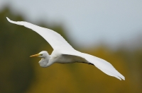 Grote zilverreiger 5415.JPG