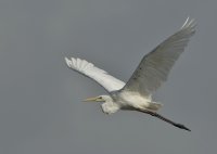 Grote zilverreiger 5861.JPG