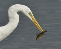 Grote zilverreiger 5909.JPG