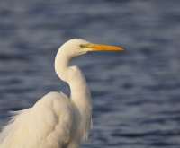 Grote zilverreiger 8035 - kopie.JPG