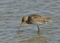 Filename=Grutto 3341.JPG
Filesize=273KB
Dimensions=1100x799
Date added=Jun 15, 2015 Grutto 3341.JPG